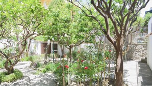 A garden with various plants and trees, a pathway, and a building in the background. - Hotel Cesotta (Forio)