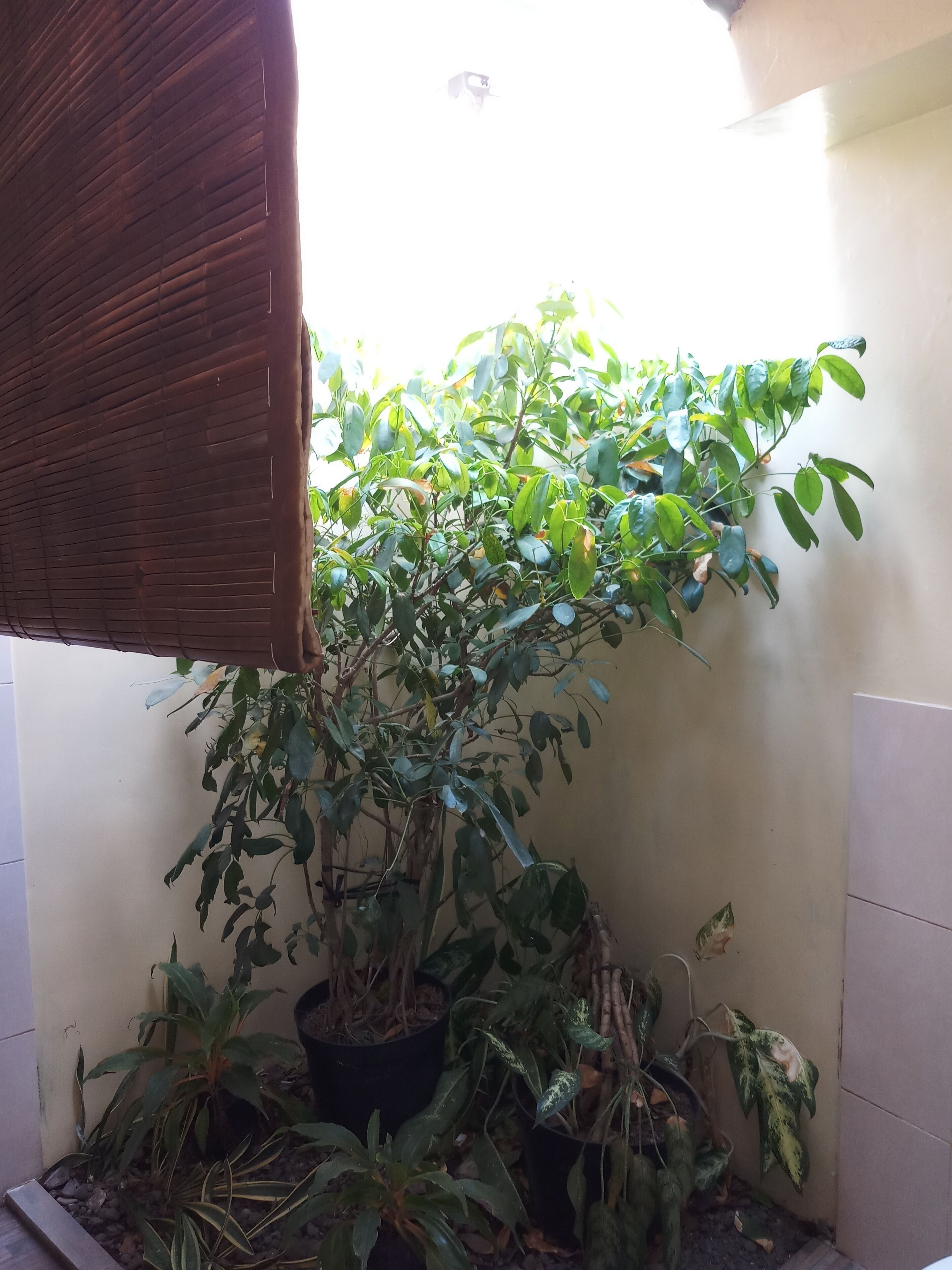 A potted plant in a corner with a bamboo blind partially covering it.