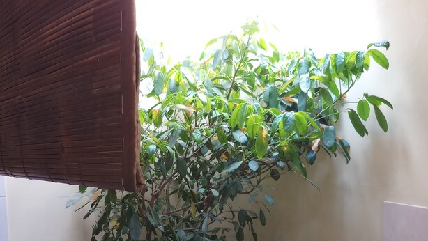 A potted plant in a corner with a bamboo blind partially covering it.