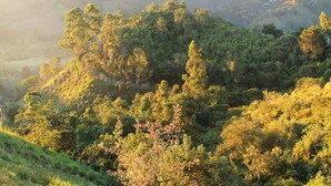 Un paisaje exuberante y verde con bosques densos y colinas ondulantes.