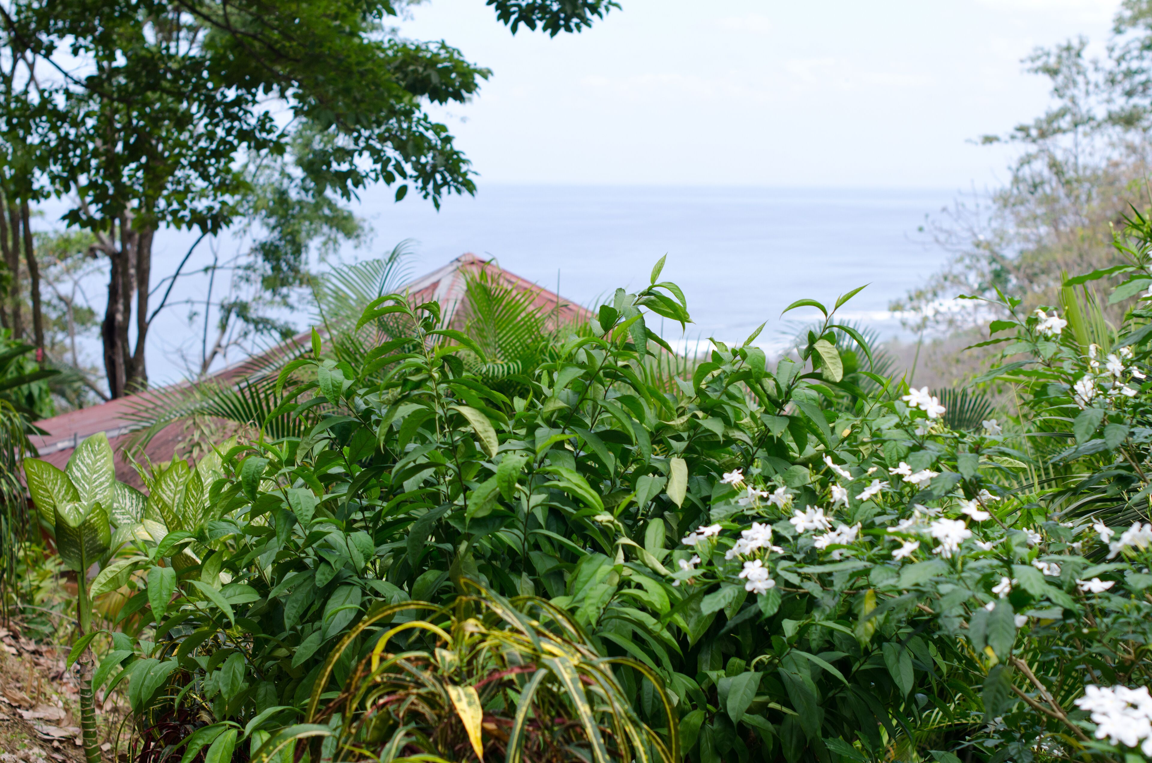 deluxe villa, 1 king bed | beach/ocean view