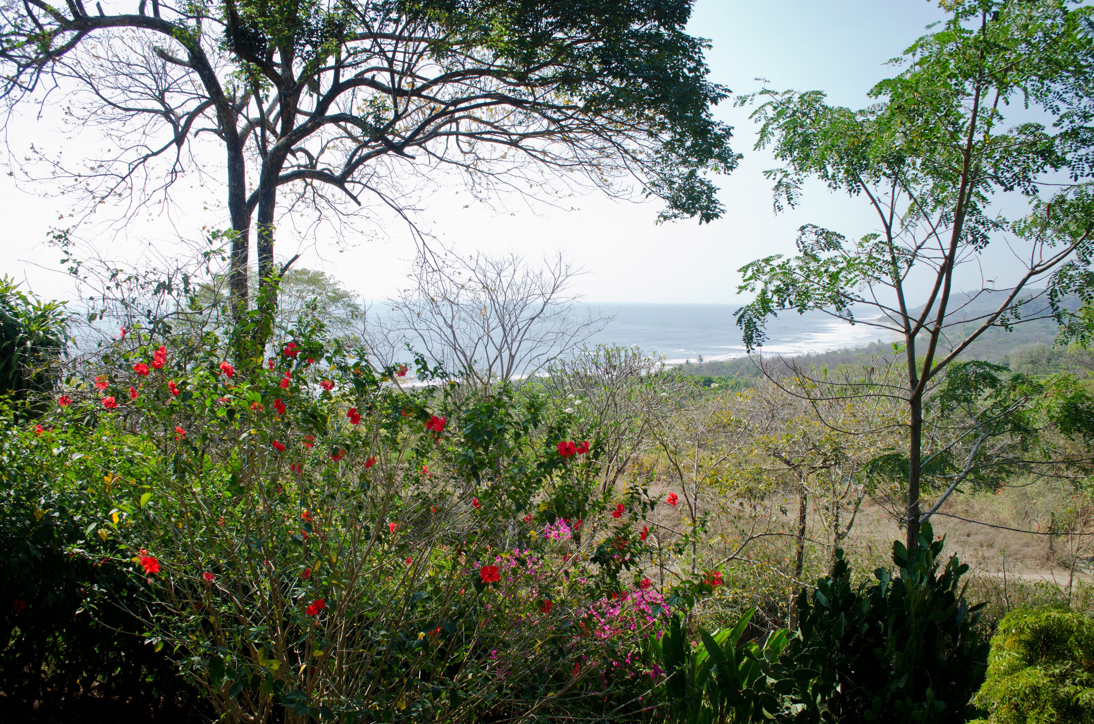 junior suite, multiple beds | beach/ocean view
