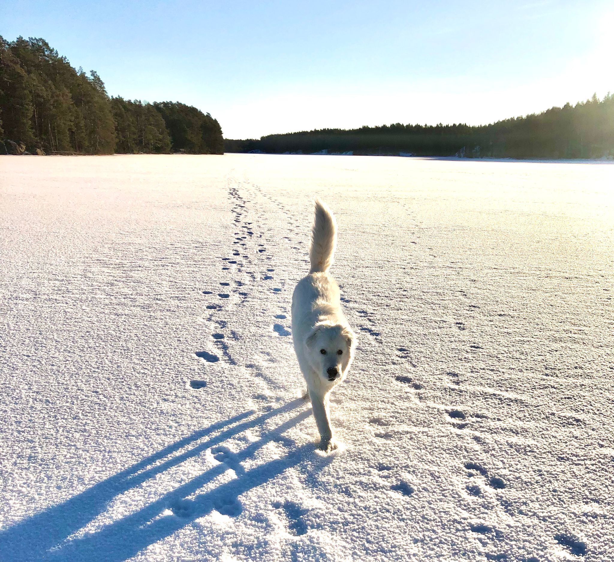 A dog walking on a snow-covered field with a forest in the background.