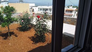 A view through a window of a garden with rose bushes and a building in the background.