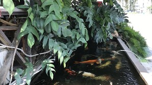 A koi pond with fish, surrounded by lush green foliage. - EZ House & Cafe (Sukhothai)