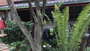 Ein angelegter Garten mit verschiedenen Pflanzen und Blumen, einer hölzernen Bank und einem Gebäude mit rotem Dach im Hintergrund.