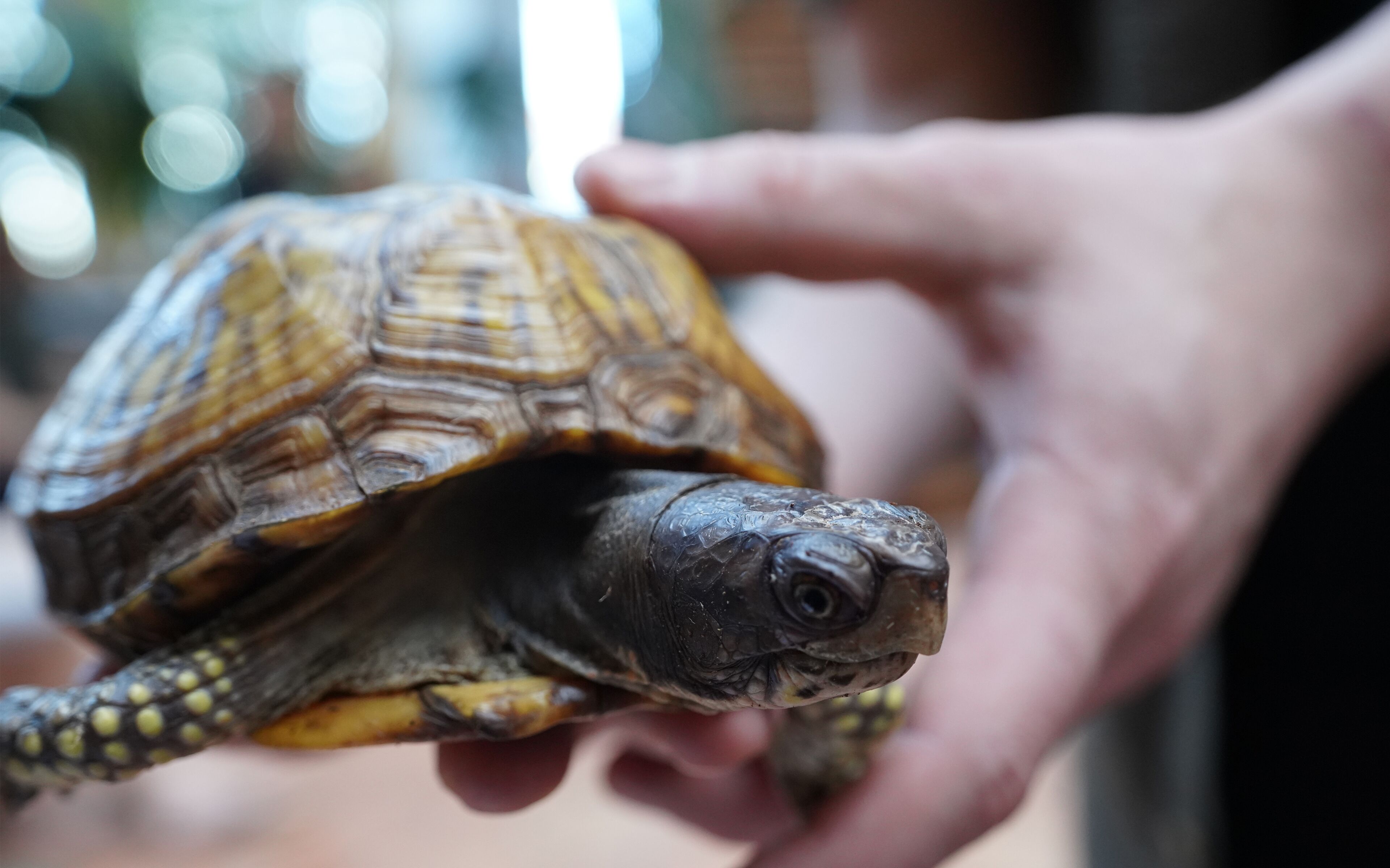 Photo - Hôtel Plaza Québec par JARO