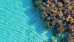 Vista aérea de un mar turquesa cristalino con formaciones de coral y peces nadando cerca de la orilla.