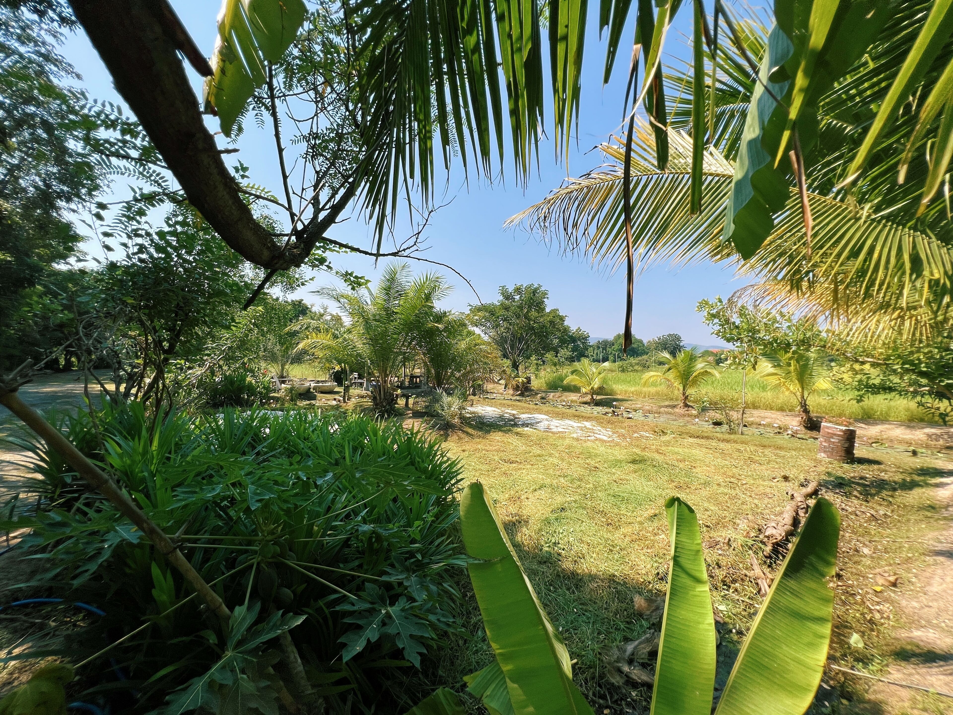 A lush garden with various tropical plants and a clear blue sky.