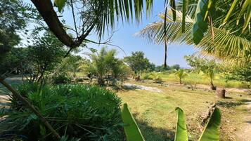 A lush garden with various tropical plants and a clear blue sky.