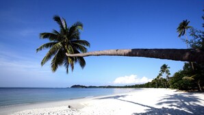 Une plage de sable blanc, avec une eau d’un bleu limpide et des palmiers.