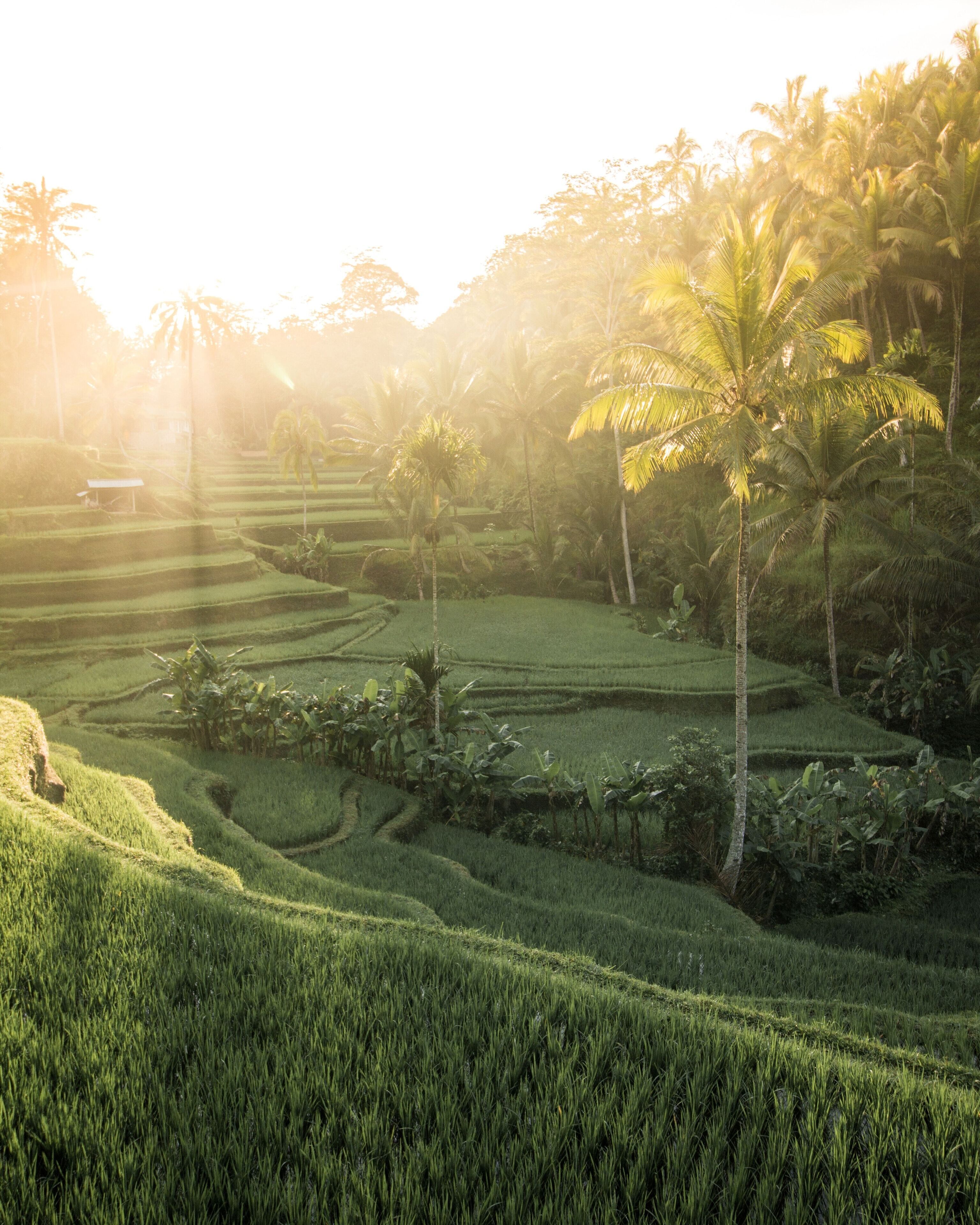 Terraced rice fields with palm trees, likely indicating a tropical location.