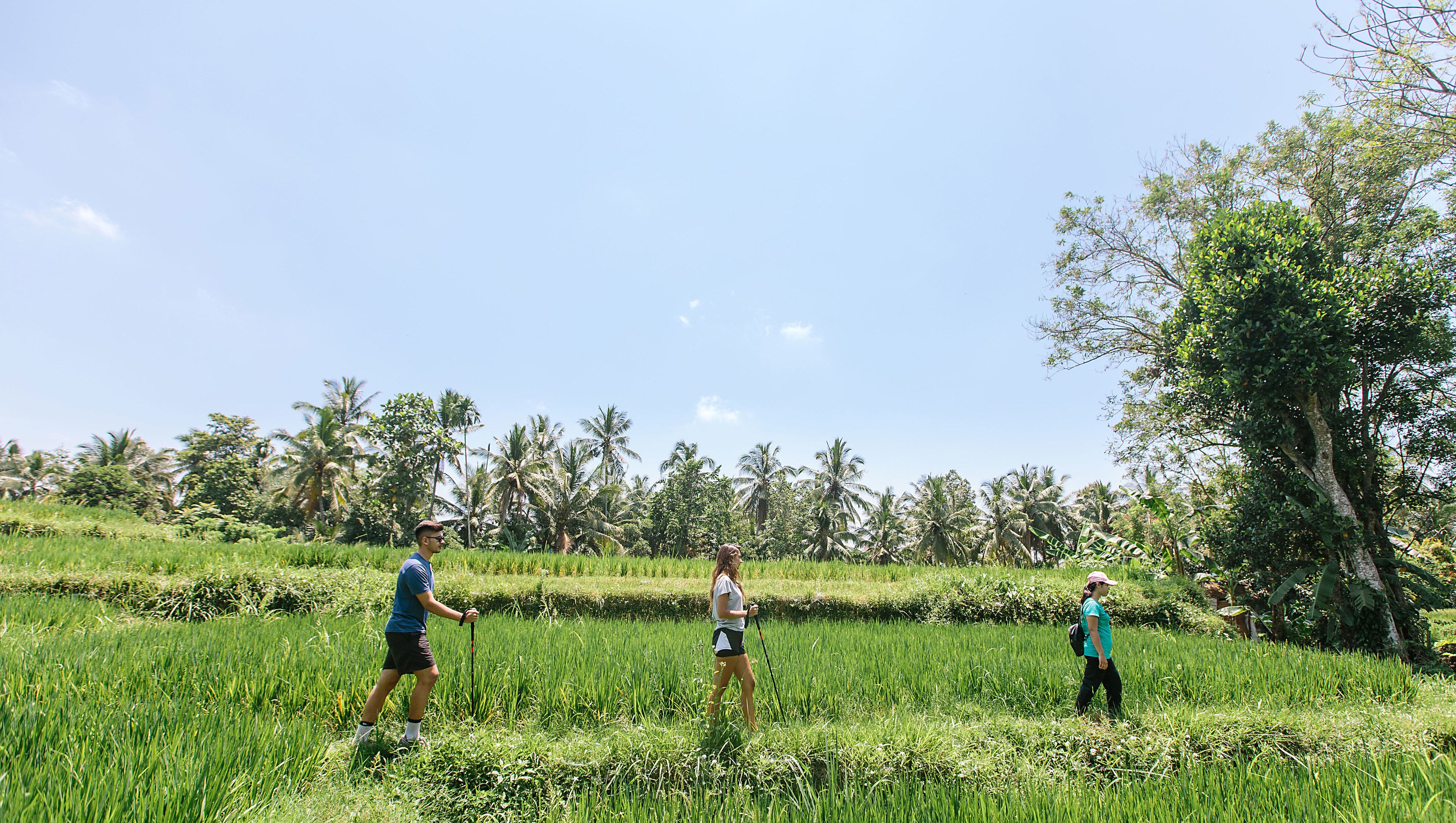 Three people hiking in a lush green field with palm trees in the background.