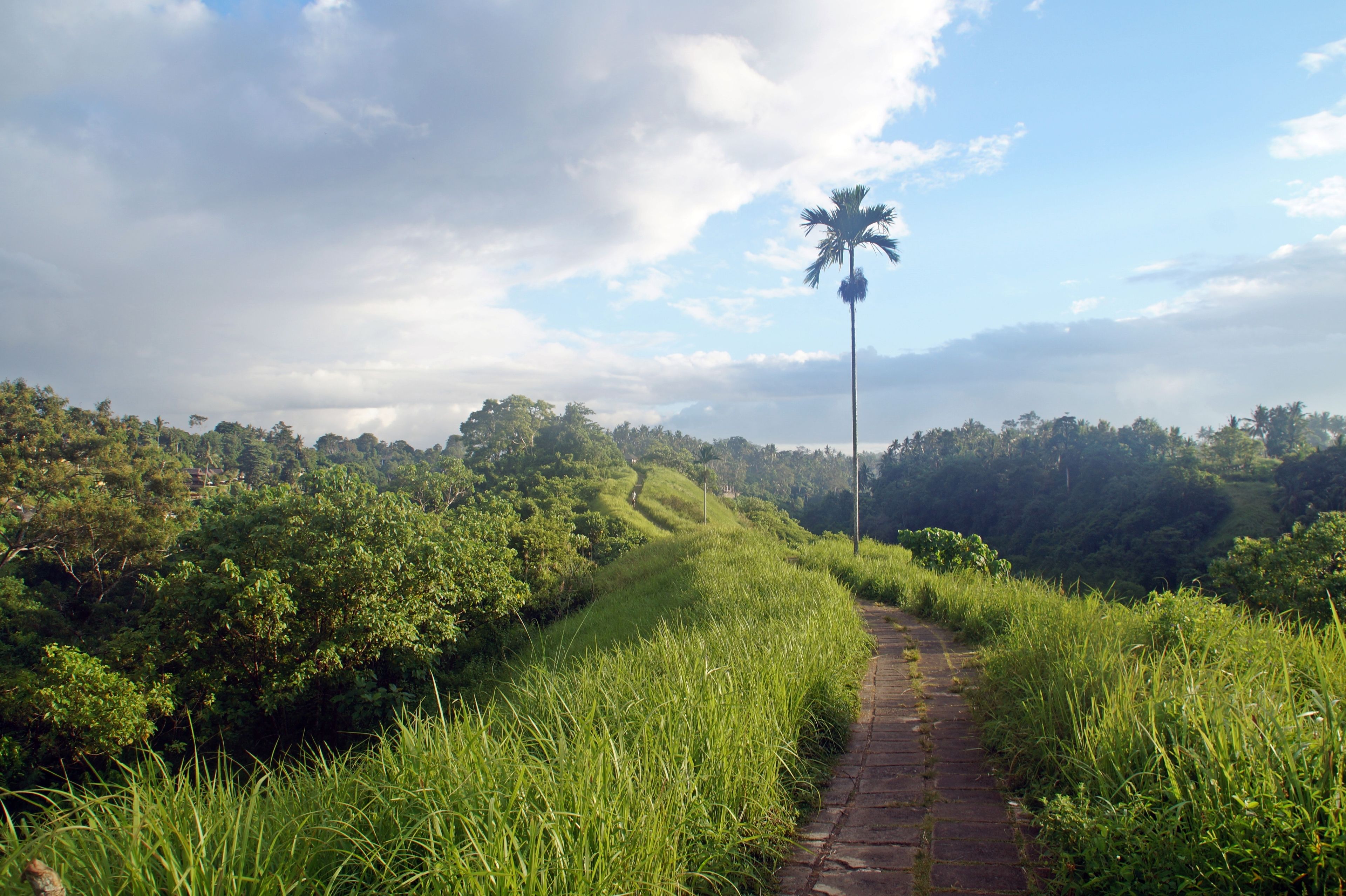 A pathway through a lush, green landscape with a palm tree and dense foliage on either side.