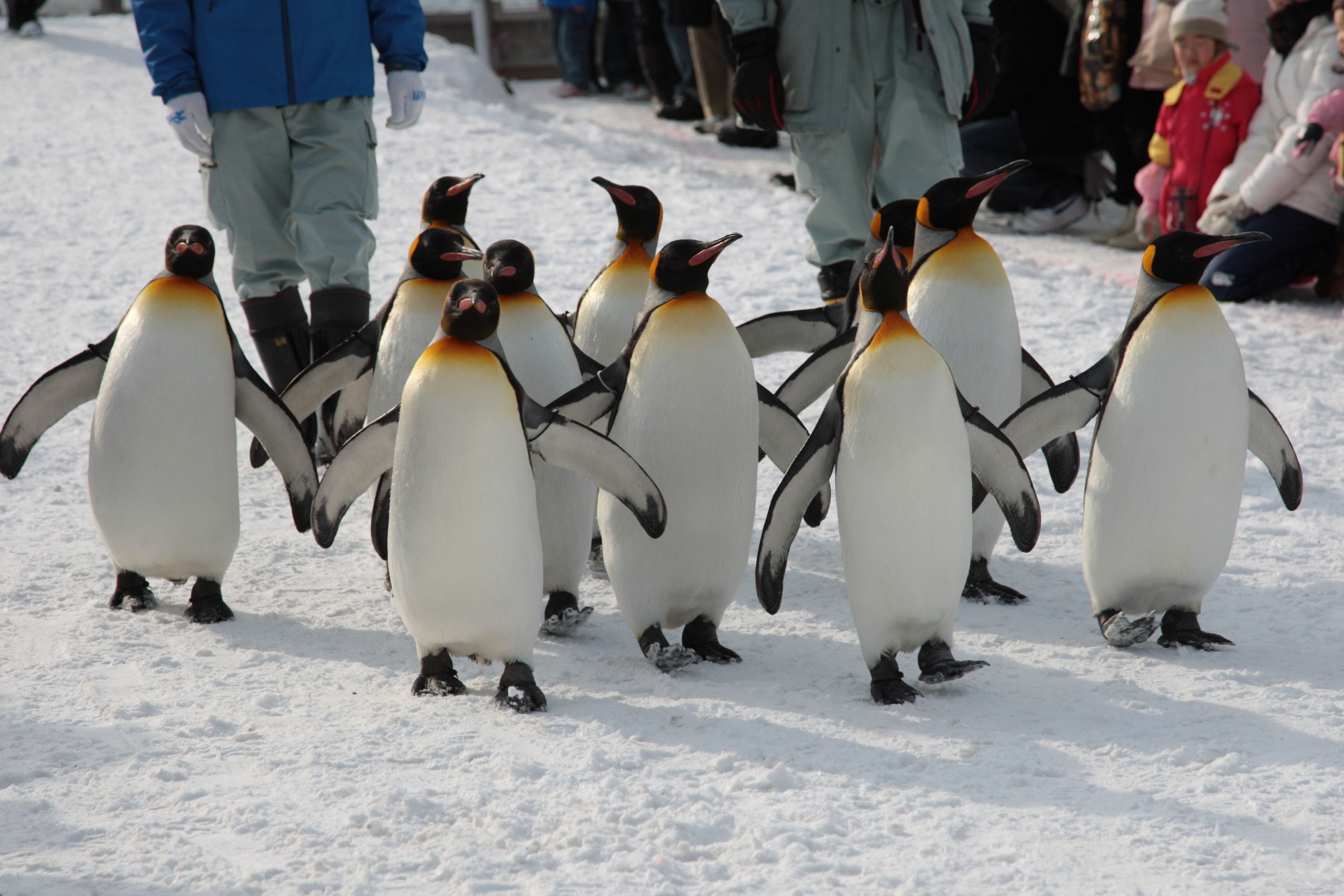 A group of penguins on a snowy surface with people in the background.