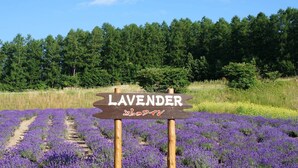 A sign with 'LAVENDER' and 'Lavender' written on it, set against a backdrop of a lavender field and a forest. - Pension Hoshi Ni Negaiwo (Furano)