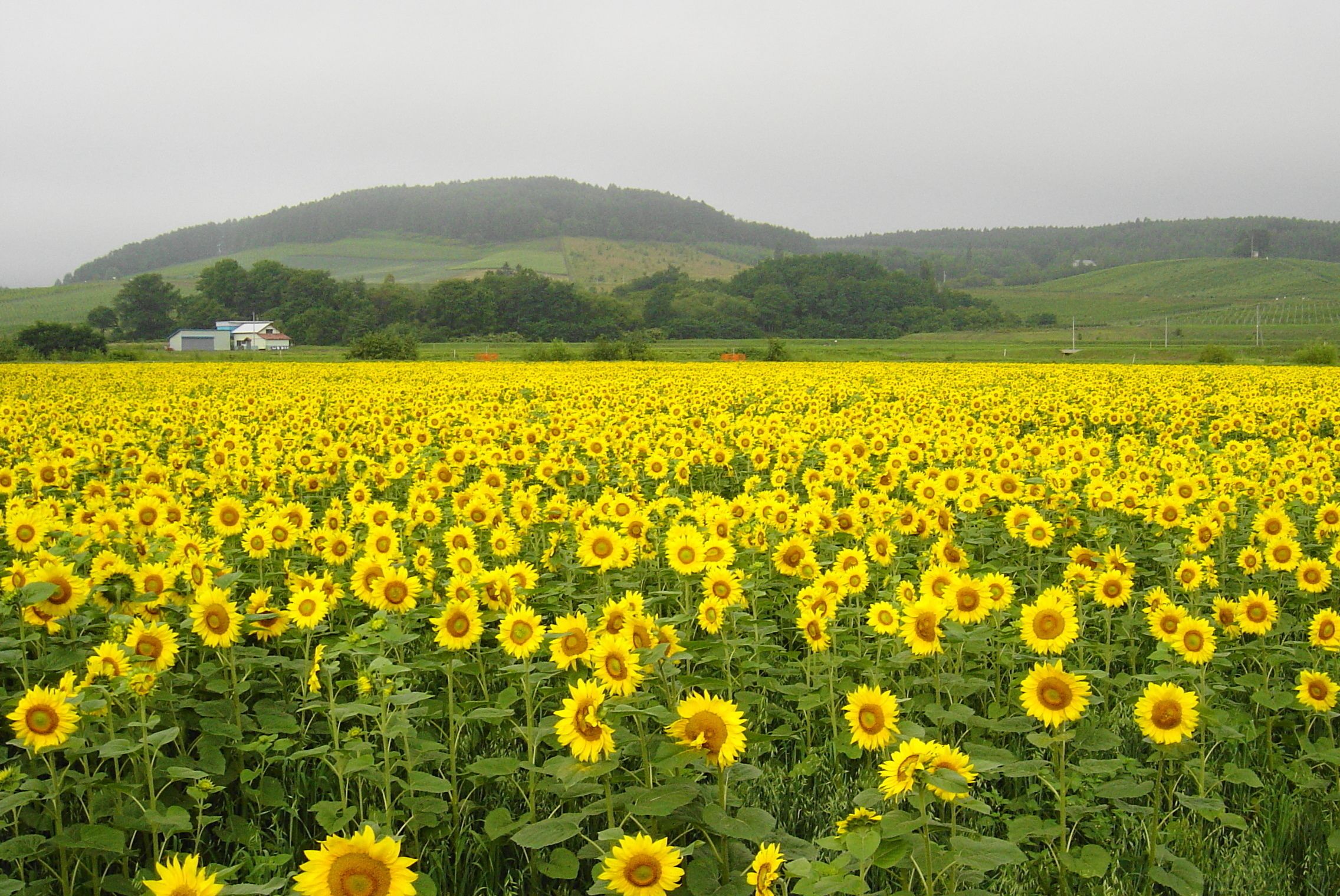 A field of sunflowers with a house in the background.