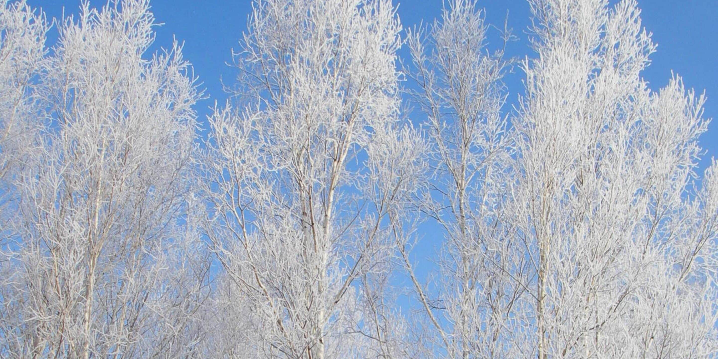 Una hilera de árboles desprovistos de hojas contra un cielo azul despejado.