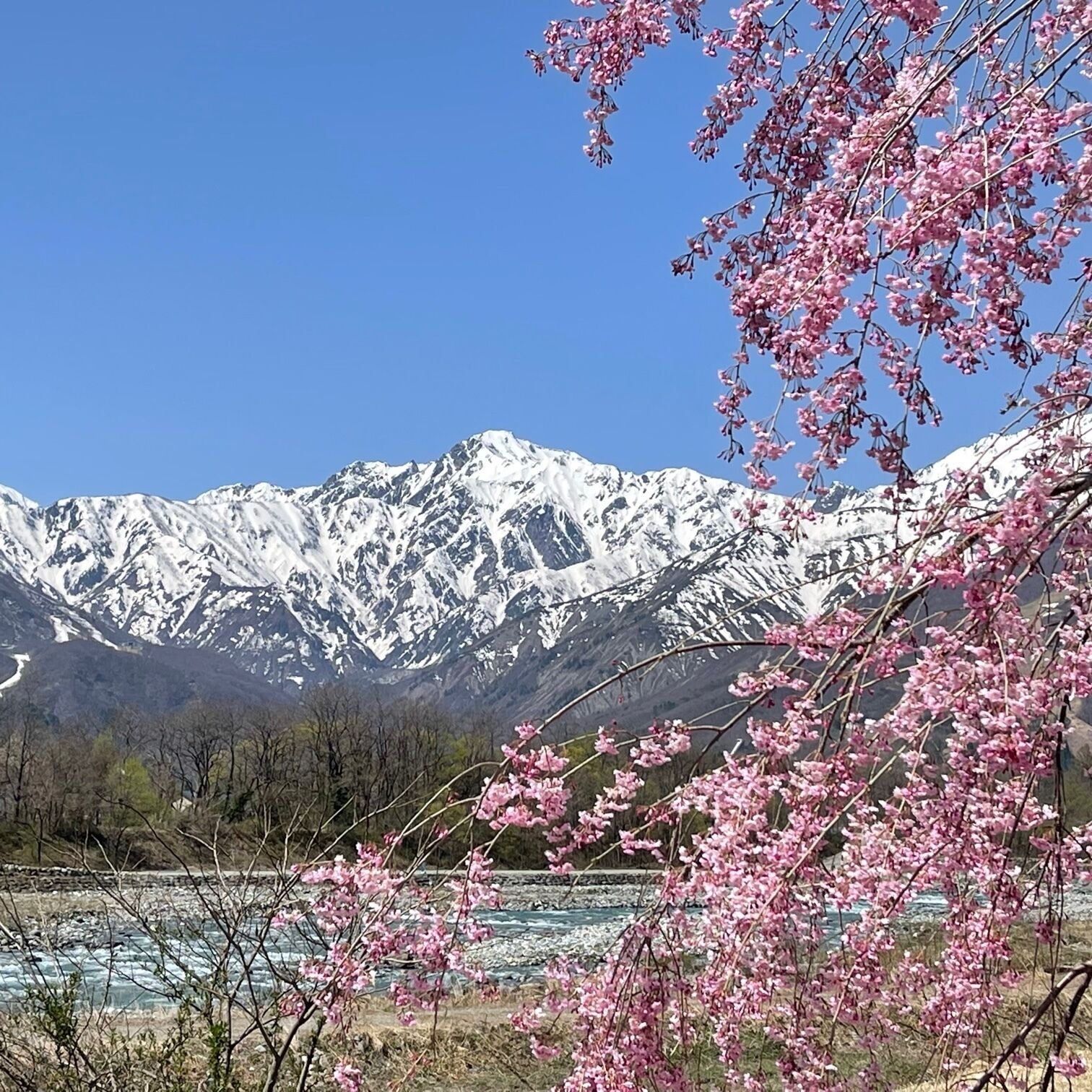 Paisagem montanhosa com picos nevados e um primeiro plano de galhos com flores cor-de-rosa.