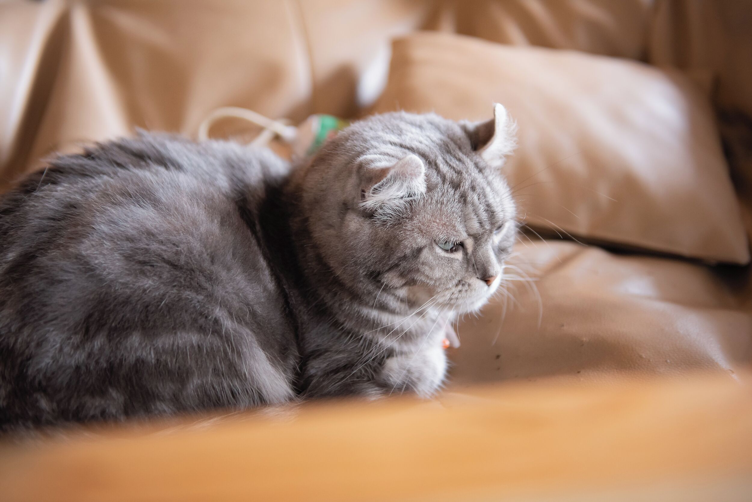 A cat lying on a brown couch.