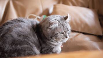 A cat lying on a brown couch.