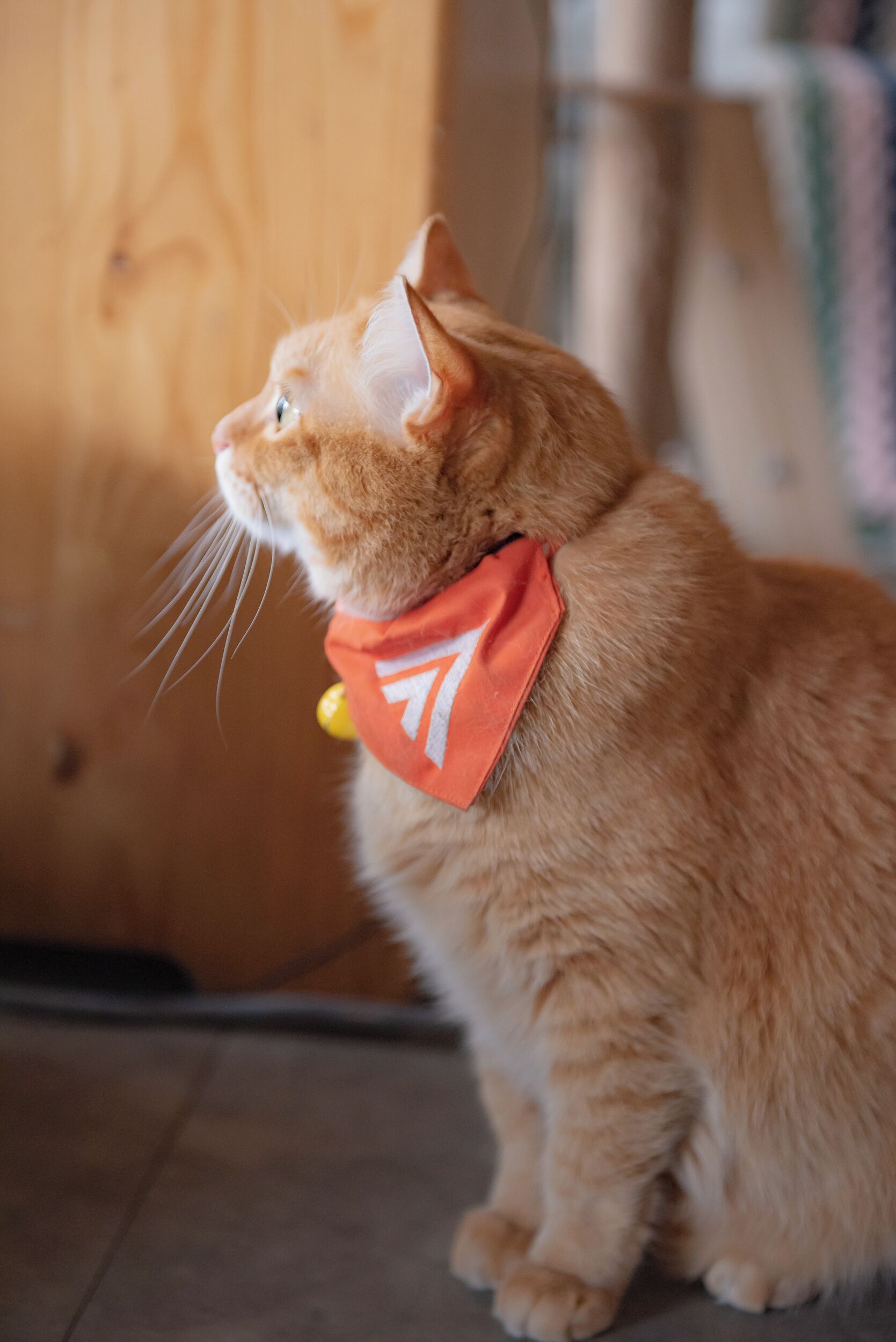 Un gato jengibre con una bandana roja sentado sobre un piso de madera.
