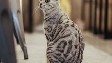 Eine Katze sitzt auf einem gefliesten Boden in einem Raum mit Stühlen und einem Tisch.
