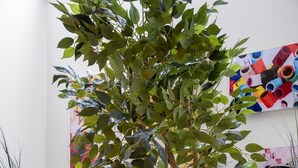 A plant with green leaves and flowers in a planter. - City Hostel (Stockholm)