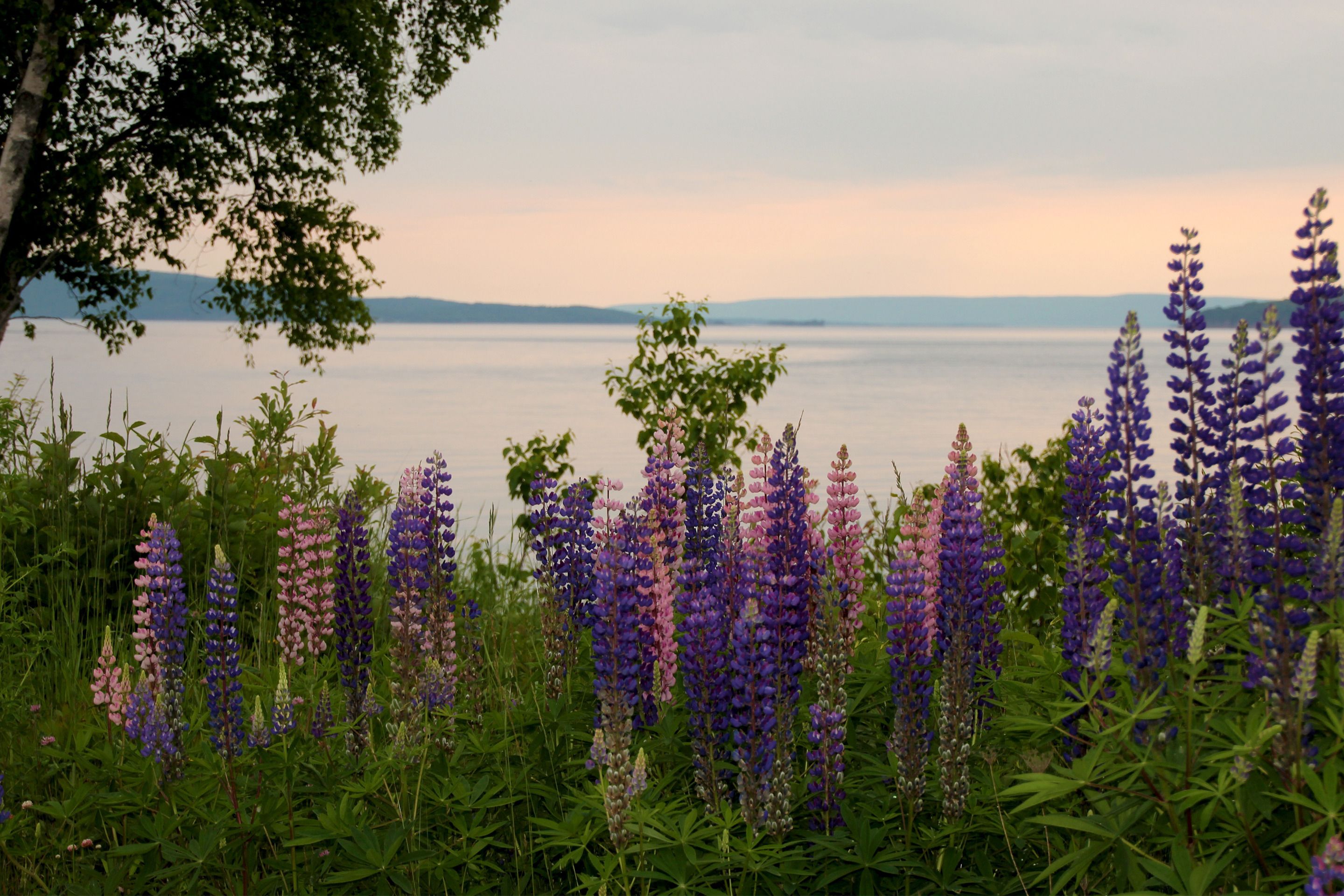 A field of purple lupine flowers with a lake and distant mountains in the background.
