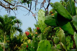 Vista desde la propiedad