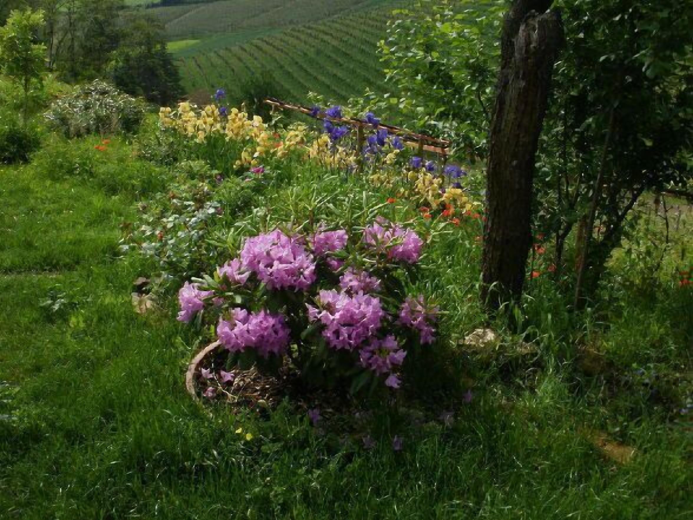 A garden with various flowers and a wooden structure.