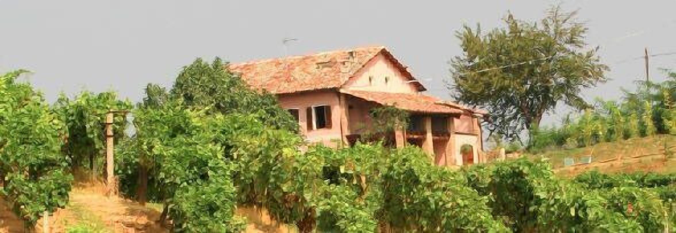 Una casa rústica rodeada de abundante vegetación y viñedos.