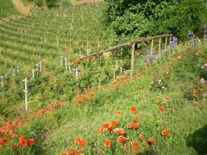 Property grounds - Casa Isabella (Vaglio Serra)