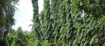 Villa Sunshine Hotel