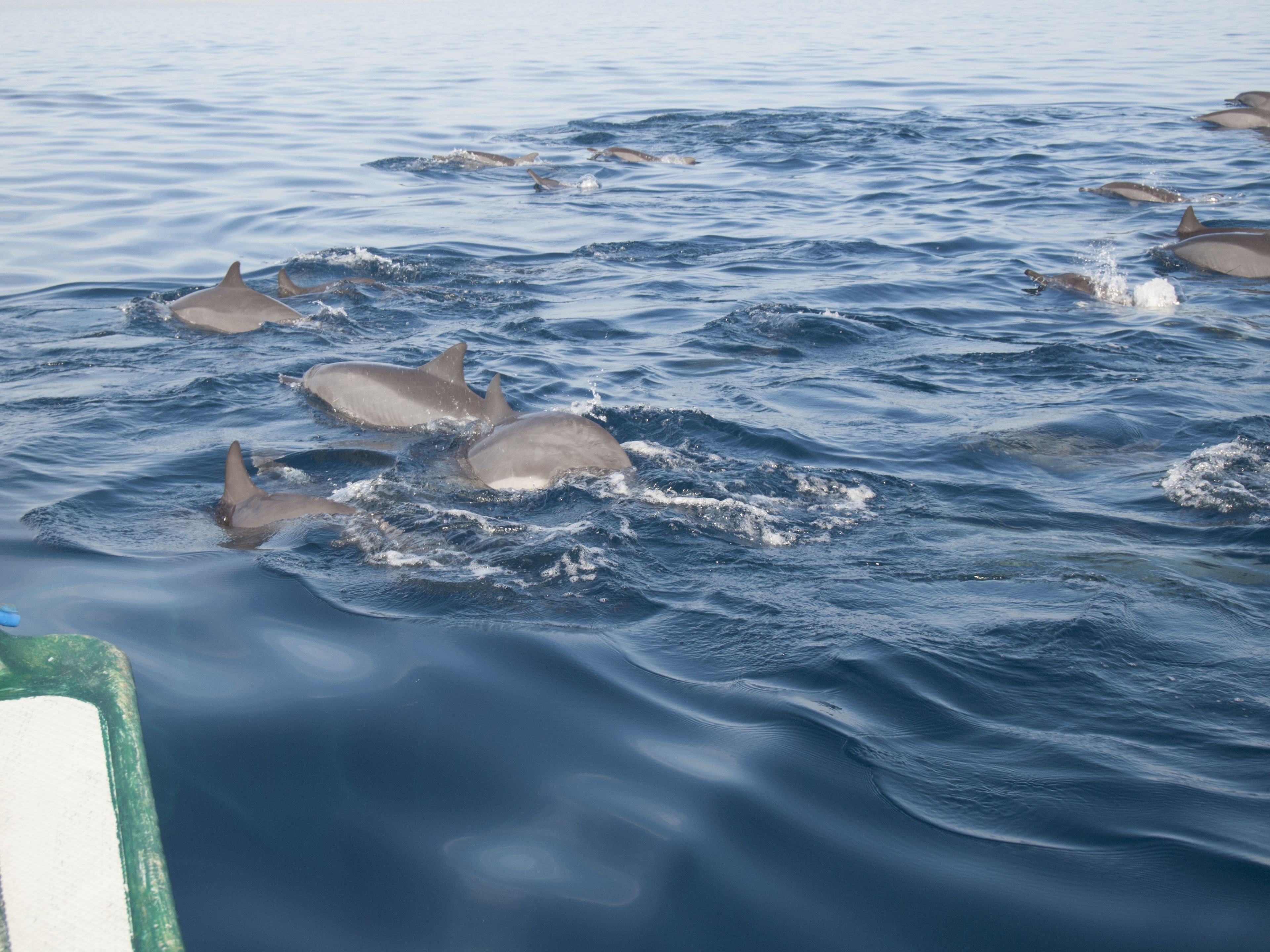 A group of dolphins swimming in the ocean.