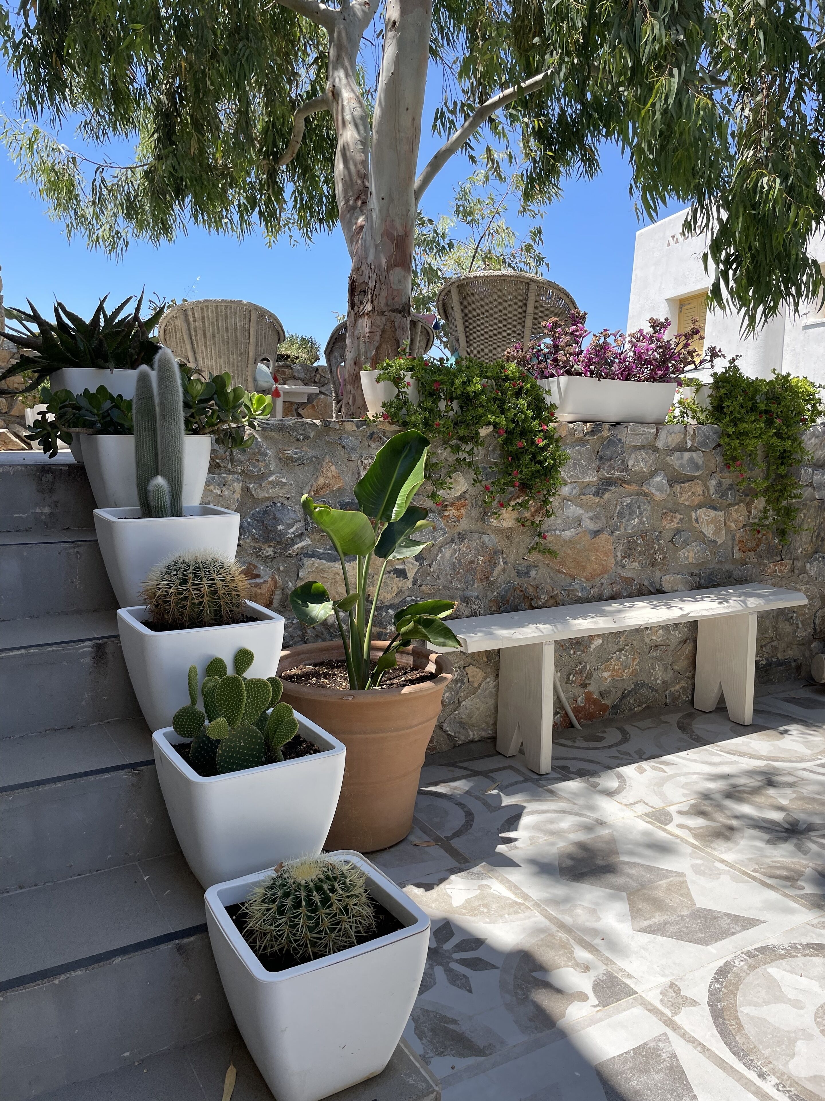 A series of potted cacti and a bench in a courtyard with a stone wall and a tree providing shade.