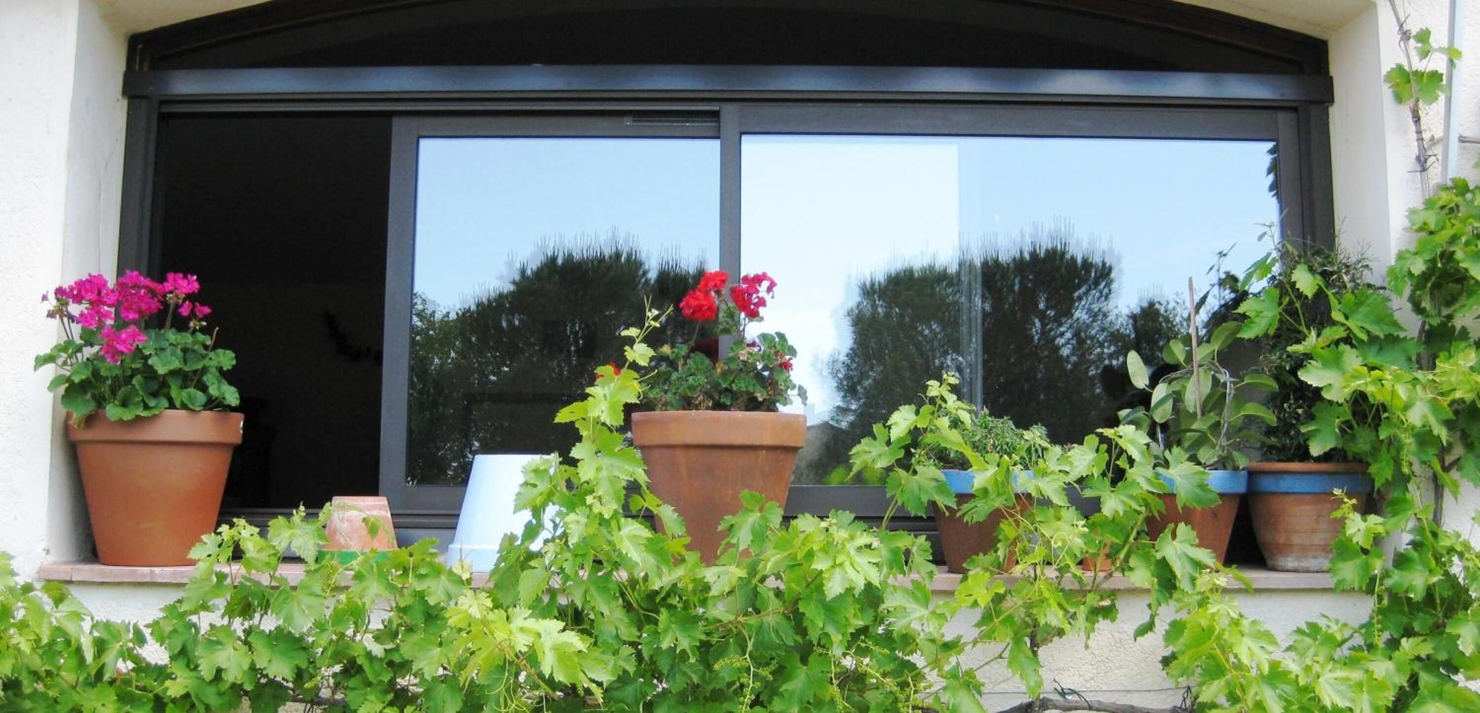 Une fenêtre avec des plantes en pot et une porte.