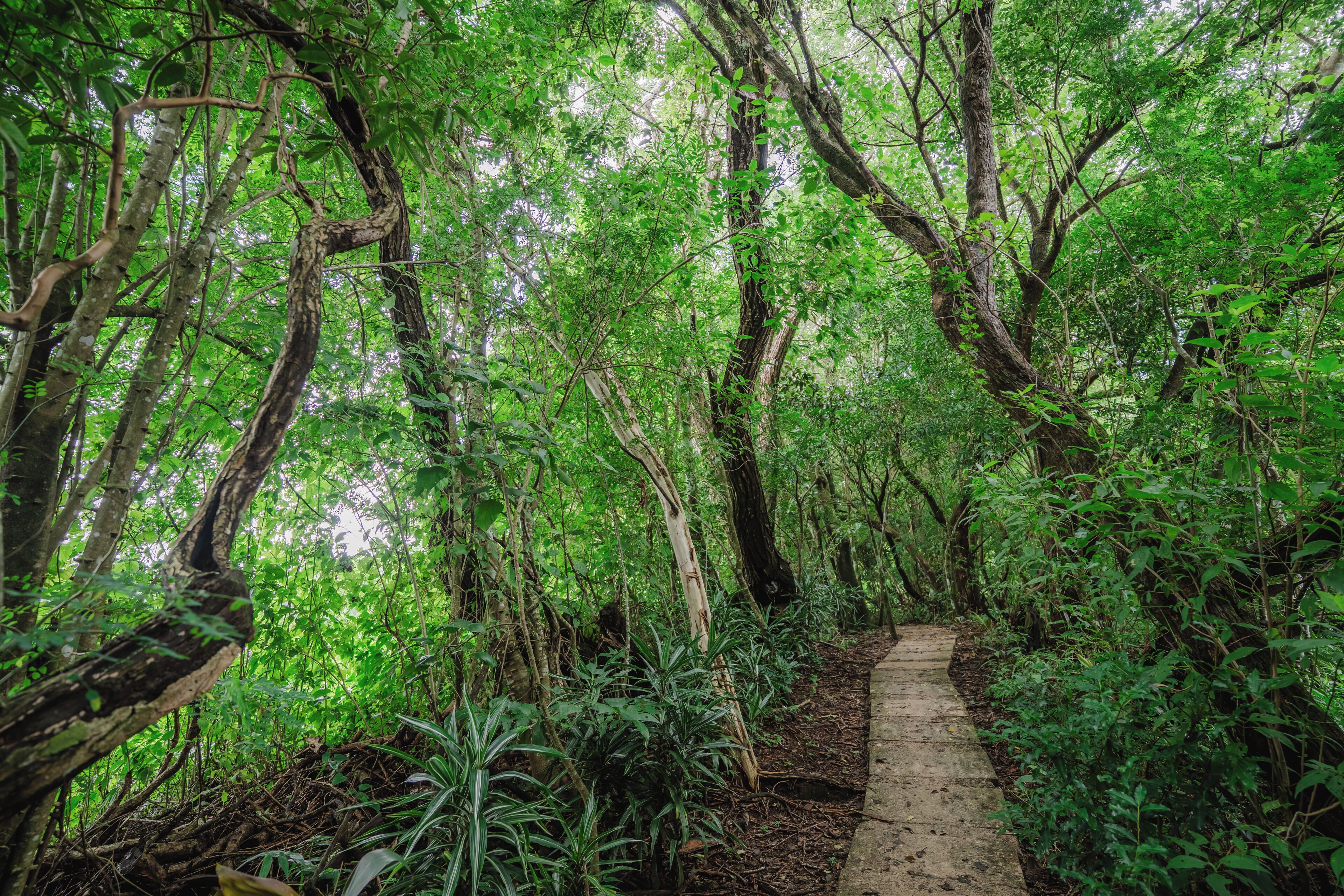 A narrow, unpaved path surrounded by dense, green foliage and trees.