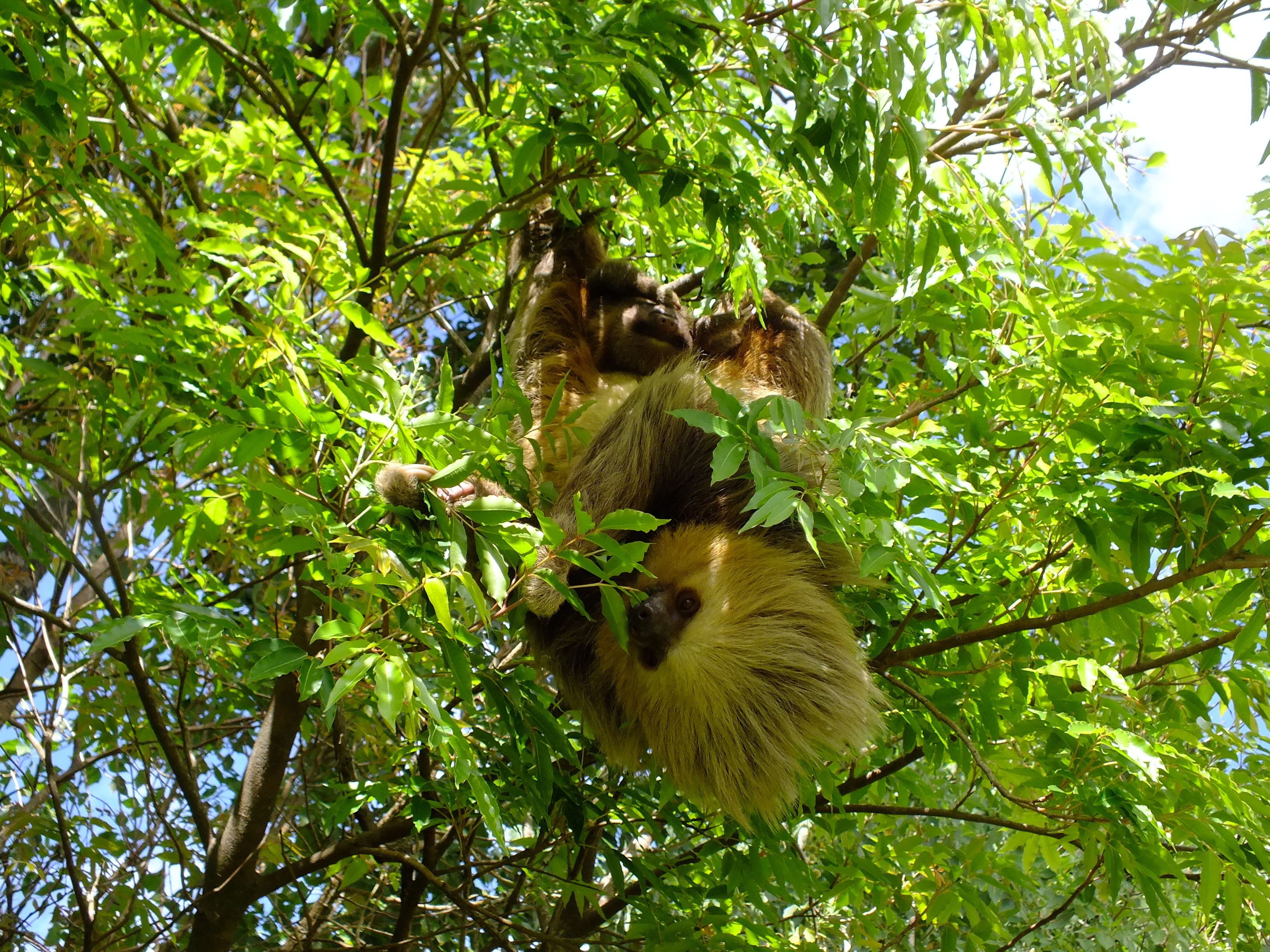 Una persona appesa a un ramo circondata da fitta vegetazione.