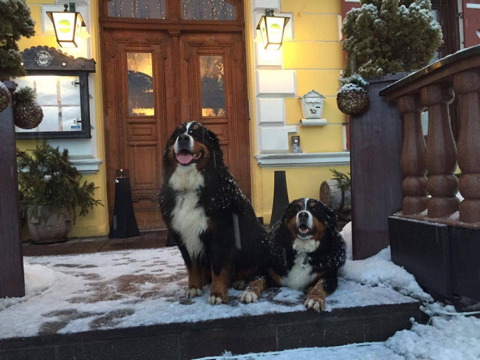 Two dogs sitting on a snow-covered porch with a wooden door and a yellow wall in the background.