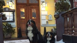 Deux chiens sont assis sur un porche enneigé, devant une porte en bois, avec un mur jaune en arrière-plan.