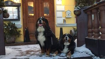 Two dogs sitting on a snow-covered porch with a wooden door and a yellow wall in the background.