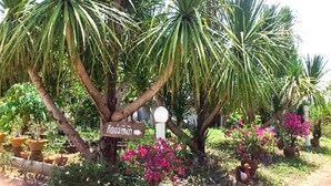 Un jardín con plantas en macetas y un cartel indicador.