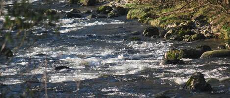 A river with rocks and trees.