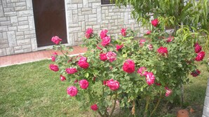 Un jardin où s’épanouissent des roses roses, avec un mur de briques en arrière-plan.