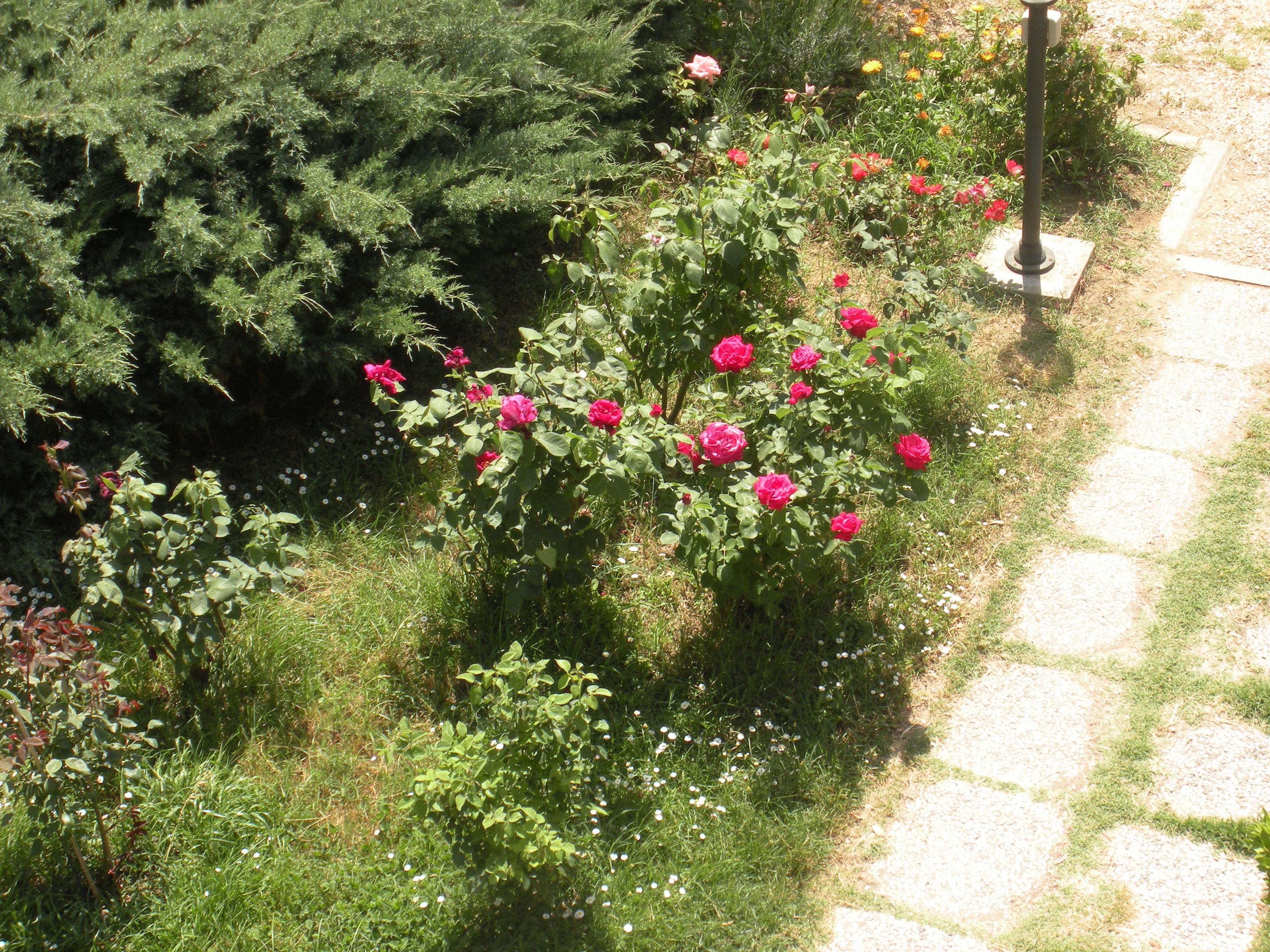 Un jardin avec un rosier et un chemin de pierres.