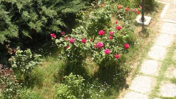 Un jardin avec un rosier et un chemin de pierres.