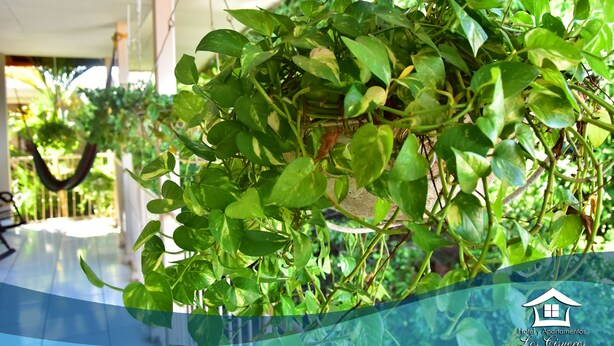 Una planta verde exuberante en un macetero colgante.