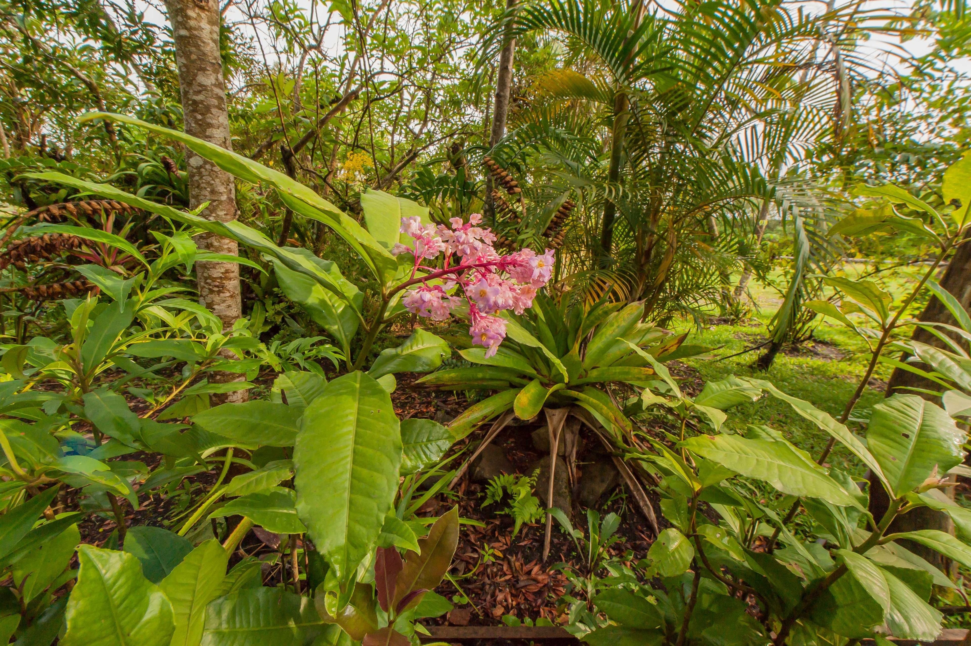 Un giardino rigoglioso con diverse piante e una pianta da fiore rosa in evidenza.