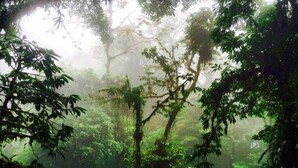 A forested area with a green bridge leading into the distance. - Coati Place Hostel (Monteverde)